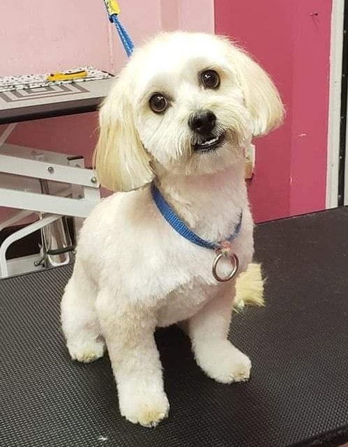 Shih Tzu Mix groomed and fluffy