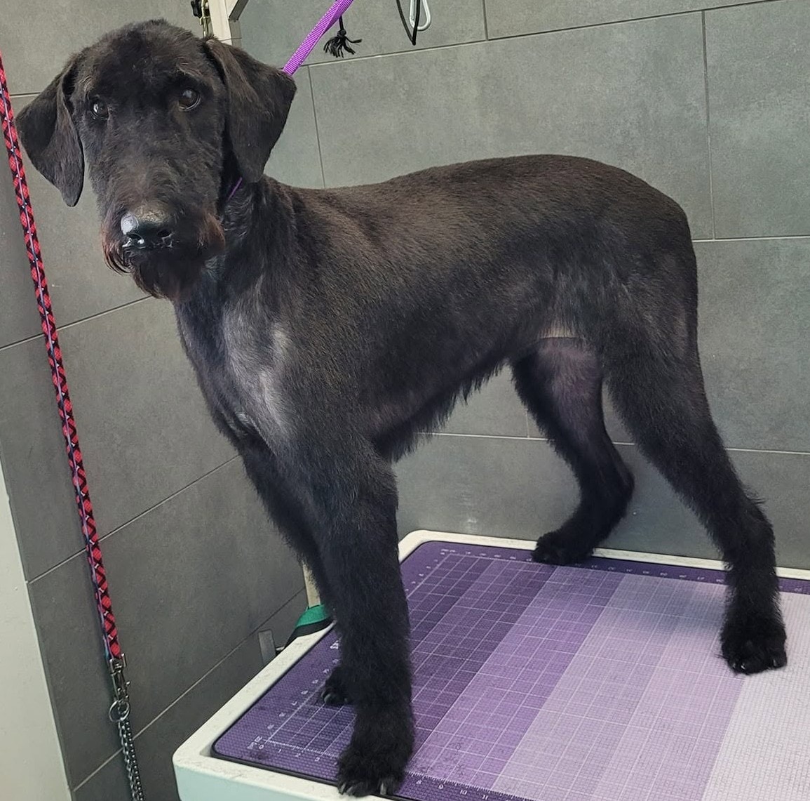 Standard Schnauzer after grooming
