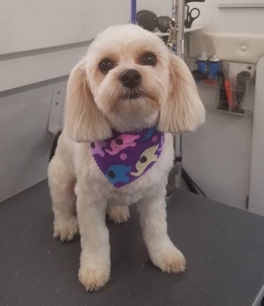 Poodle Mix with purple bandana after grooming