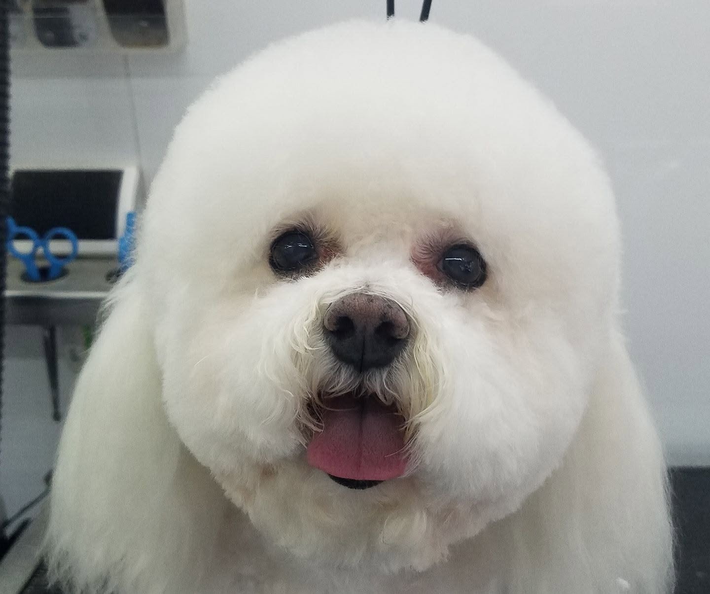 Bichon Frise white and fluffy after grooming