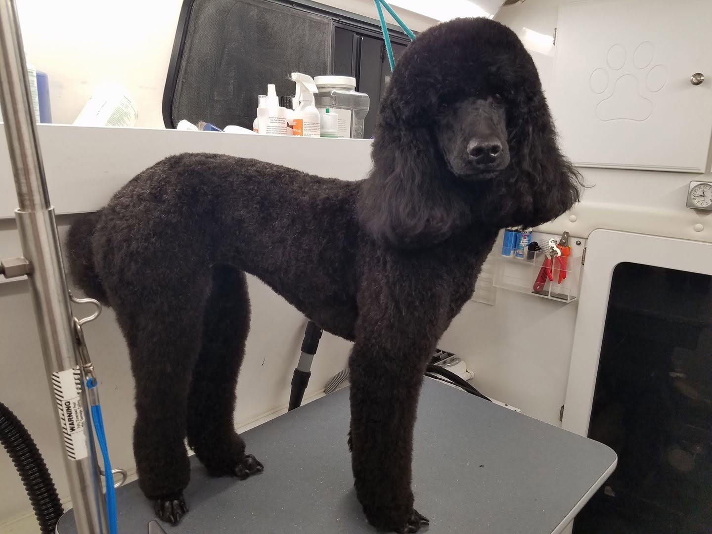 Standard Poodle on grooming table