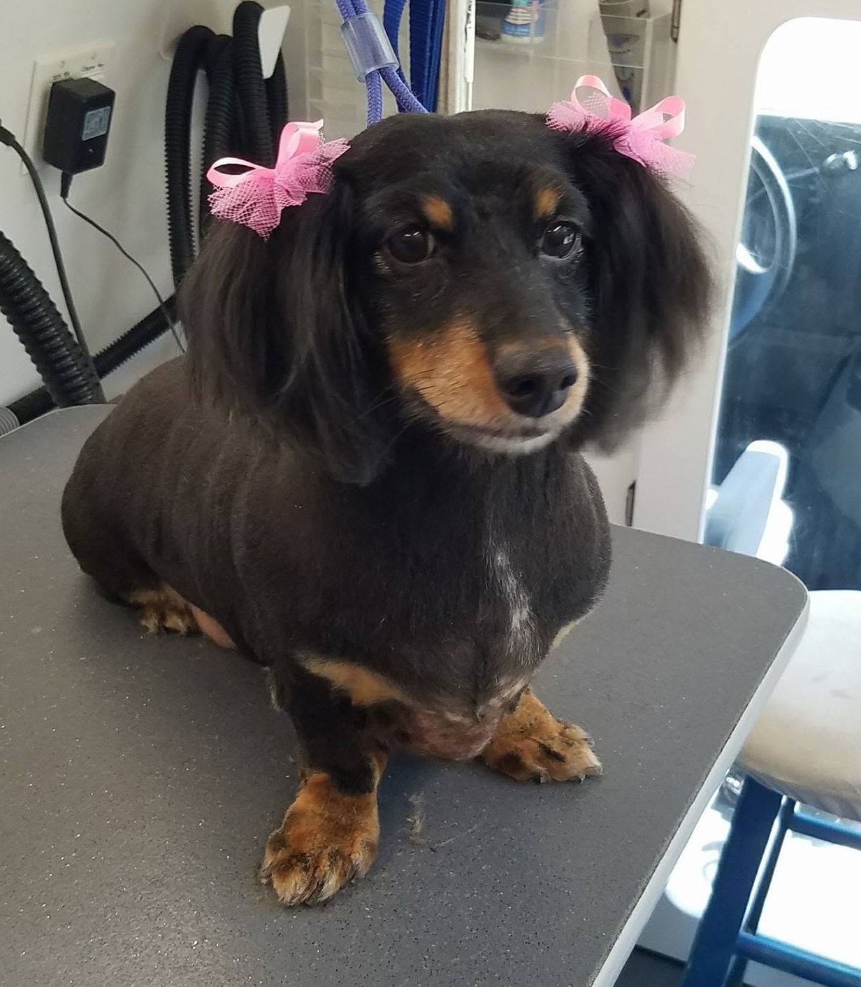 Miniature Dachshund with pink bows after grooming